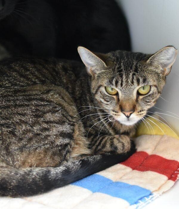 Enlarge Roxie, a Adoptable Domestic Short Hair in Marietta, GA image 5/6