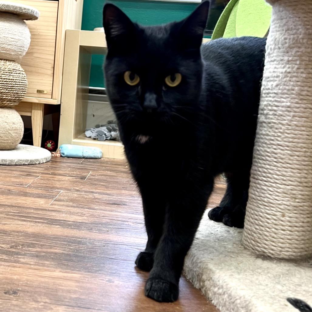 Dancer, Adoptable, Young Female Domestic Short Hair.