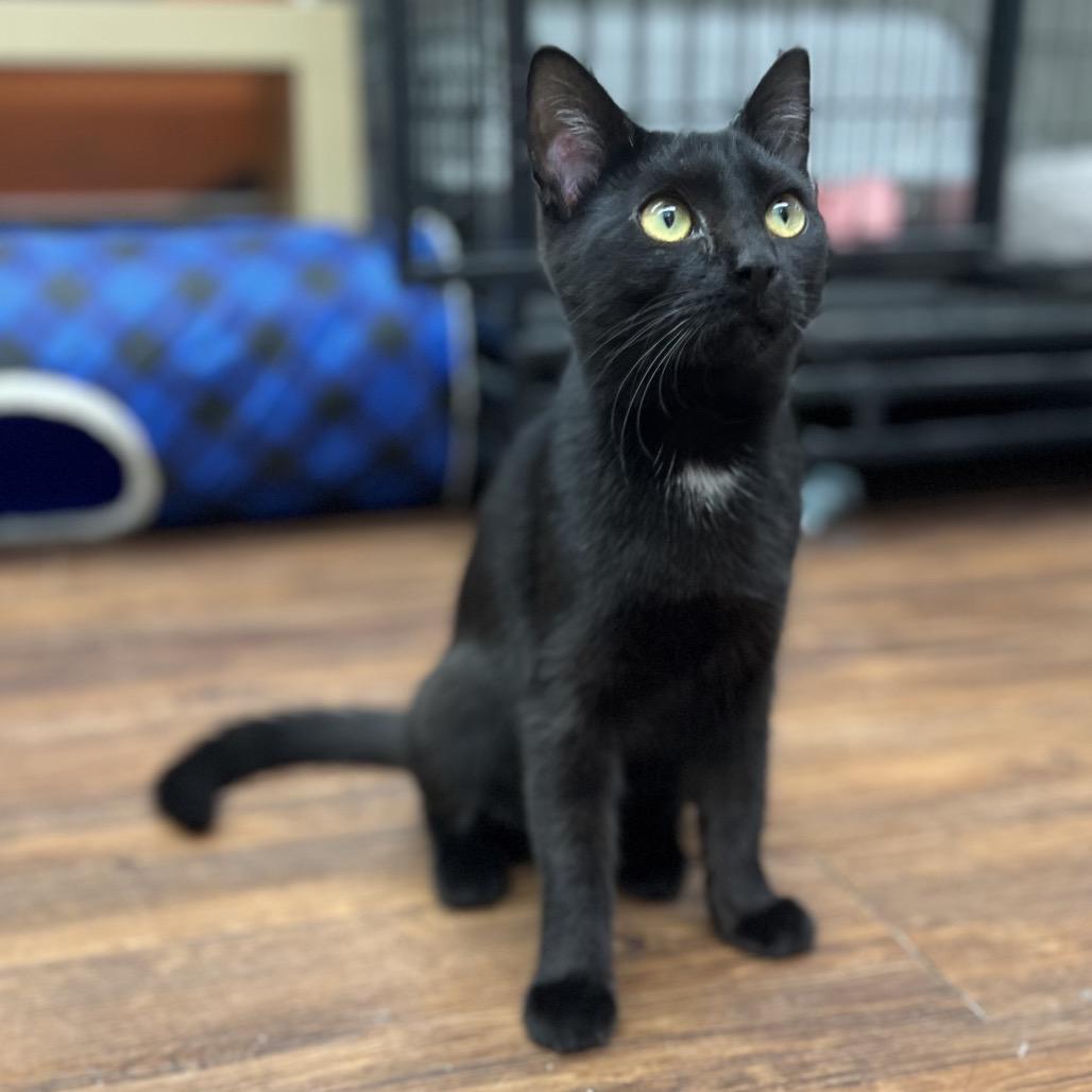 Dancer, a Adoptable Domestic Short Hair in Mount Laurel, NJ image 2/6