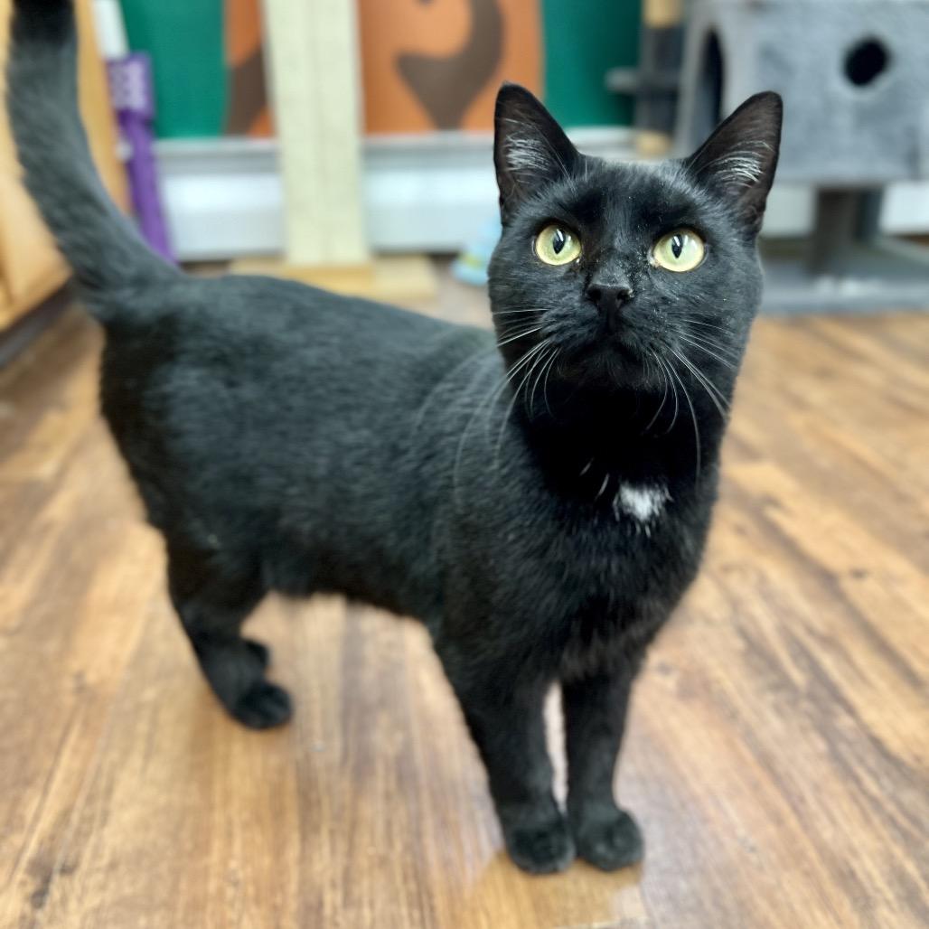 Dancer, a Adoptable Domestic Short Hair in Mount Laurel, NJ image 3/6