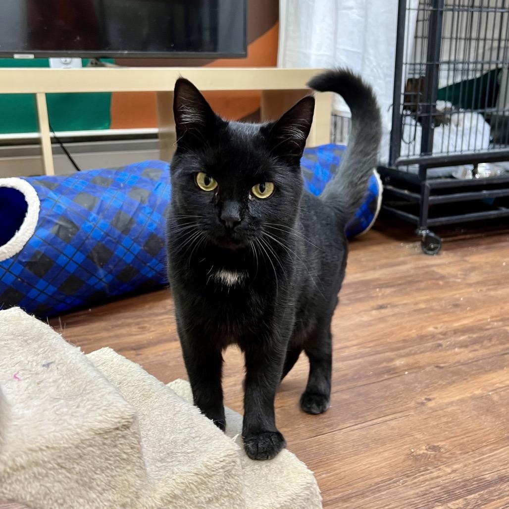 Dancer, a Adoptable Domestic Short Hair in Mount Laurel, NJ image 4/6