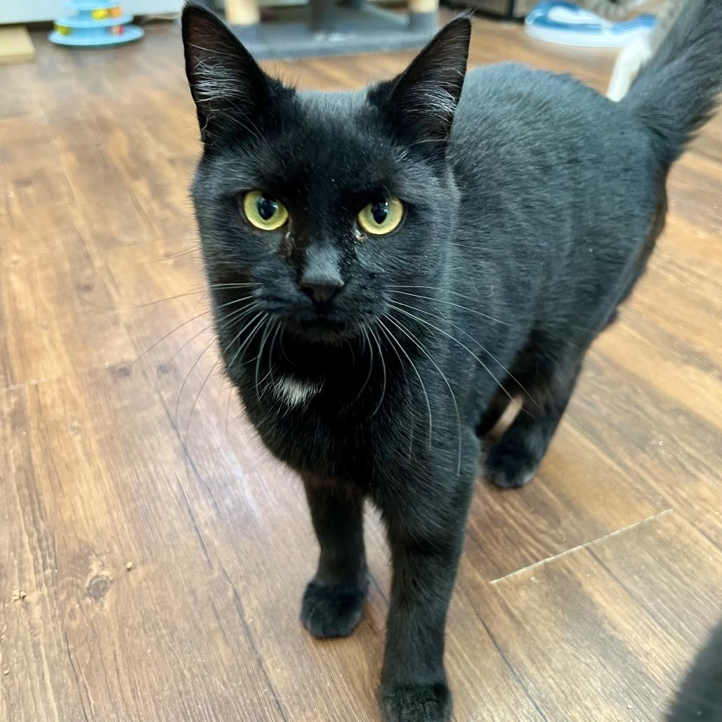 Dancer, a Adoptable Domestic Short Hair in Mount Laurel, NJ image 5/6