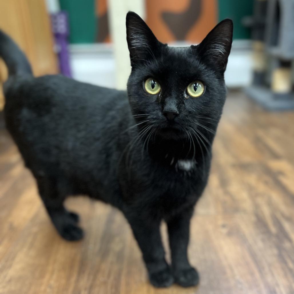 Dancer, a Adoptable Domestic Short Hair in Mount Laurel, NJ image 6/6