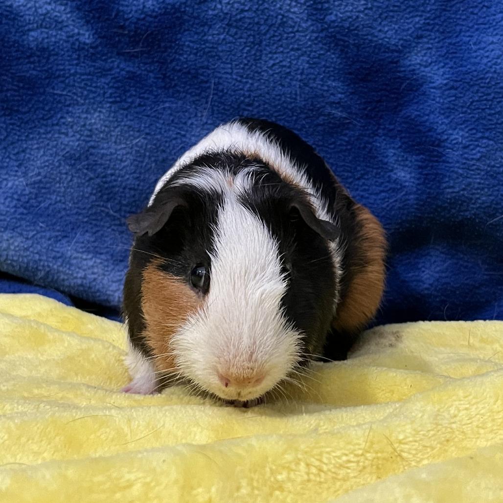 Enlarge Orion, a Adoptable Guinea Pig in Decatur, GA image 1/2
