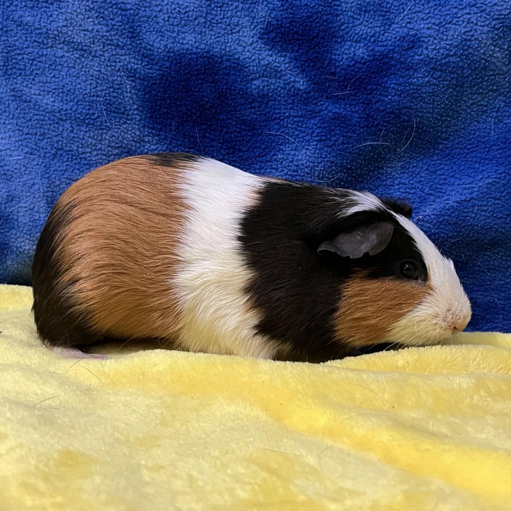 Enlarge Orion, a Adoptable Guinea Pig in Decatur, GA image 2/2