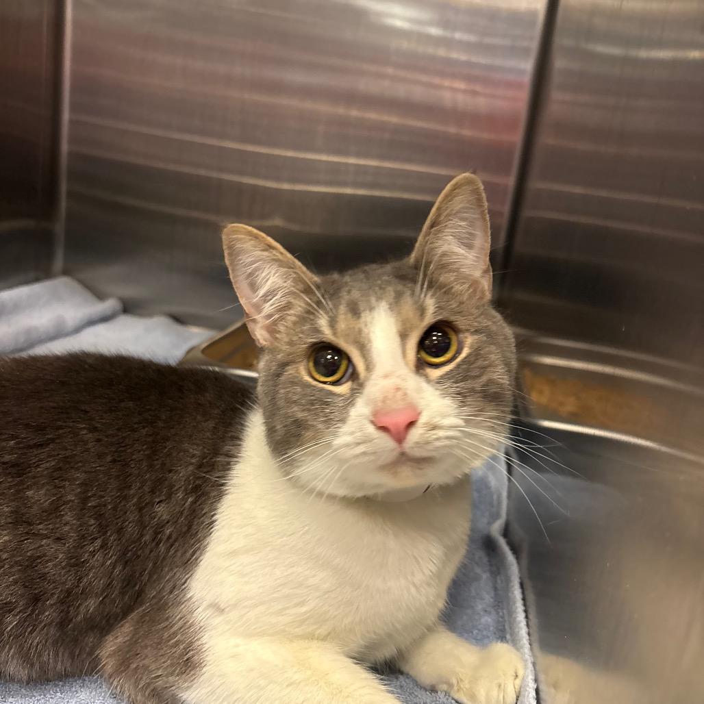 Phoenix — thumbnail 2