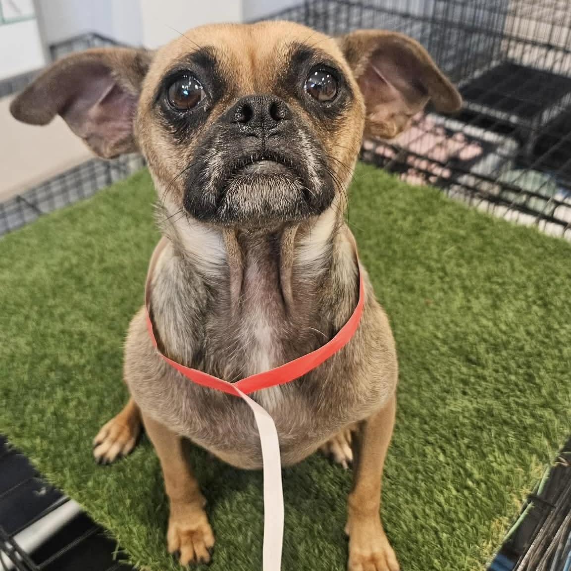 Enlarge Tessa, a ADOPTABLE mixed breed in Boulder, CO image 5/6