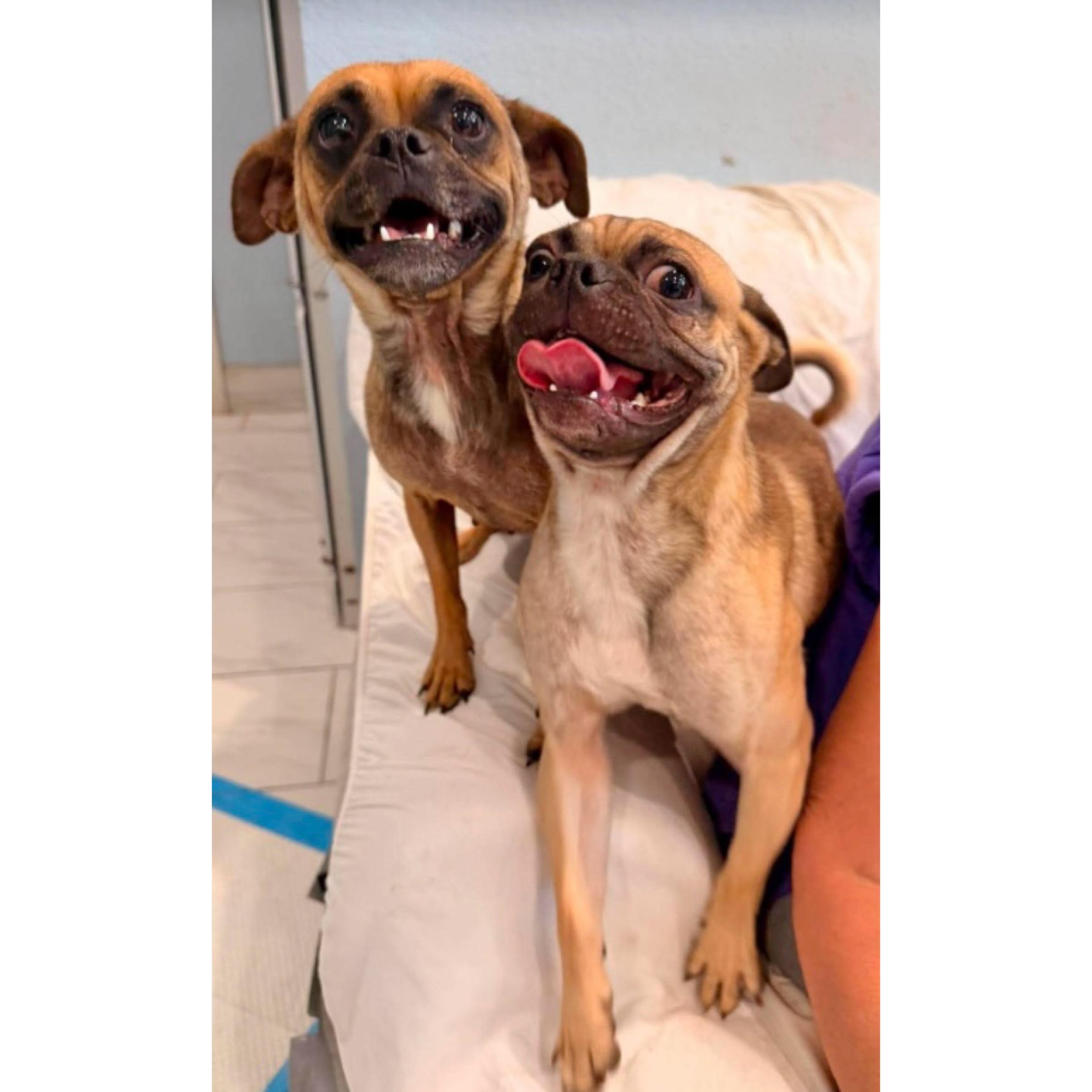 Enlarge Tessa, a ADOPTABLE mixed breed in Boulder, CO image 4/6