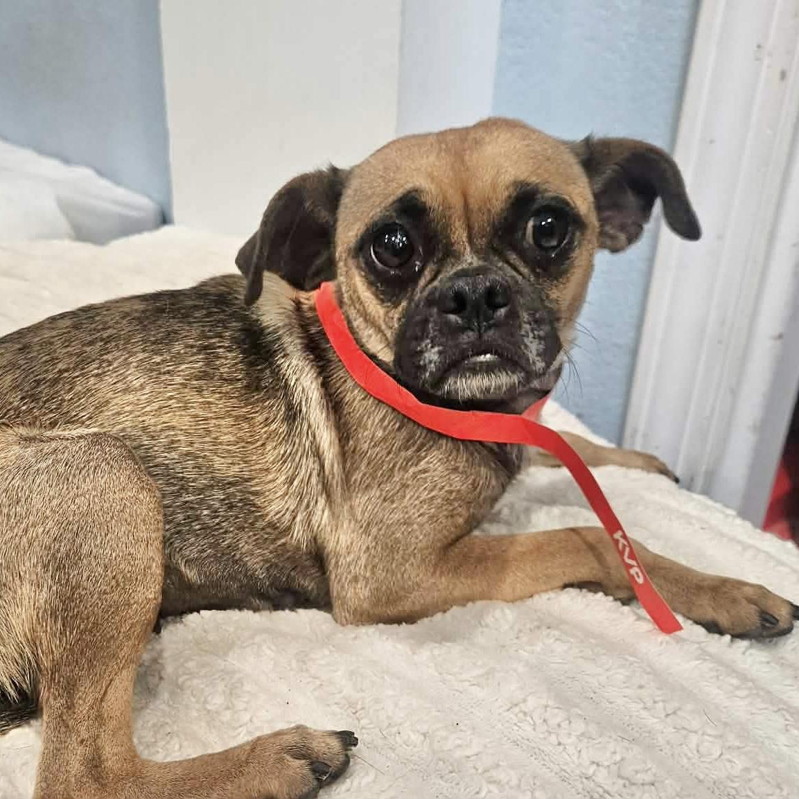 Enlarge Tessa, a ADOPTABLE mixed breed in Boulder, CO image 3/6
