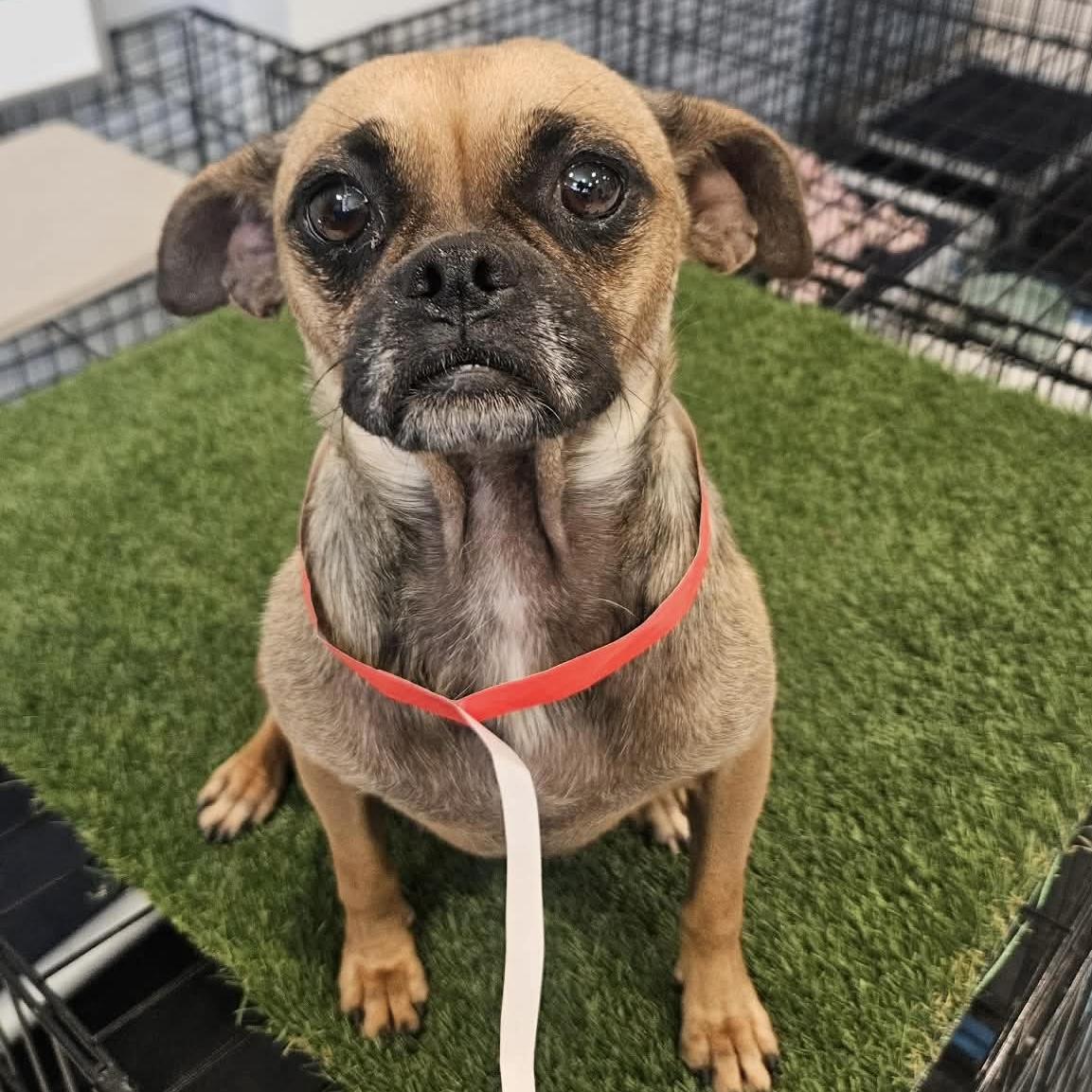 Enlarge Tessa, a ADOPTABLE mixed breed in Boulder, CO image 1/6