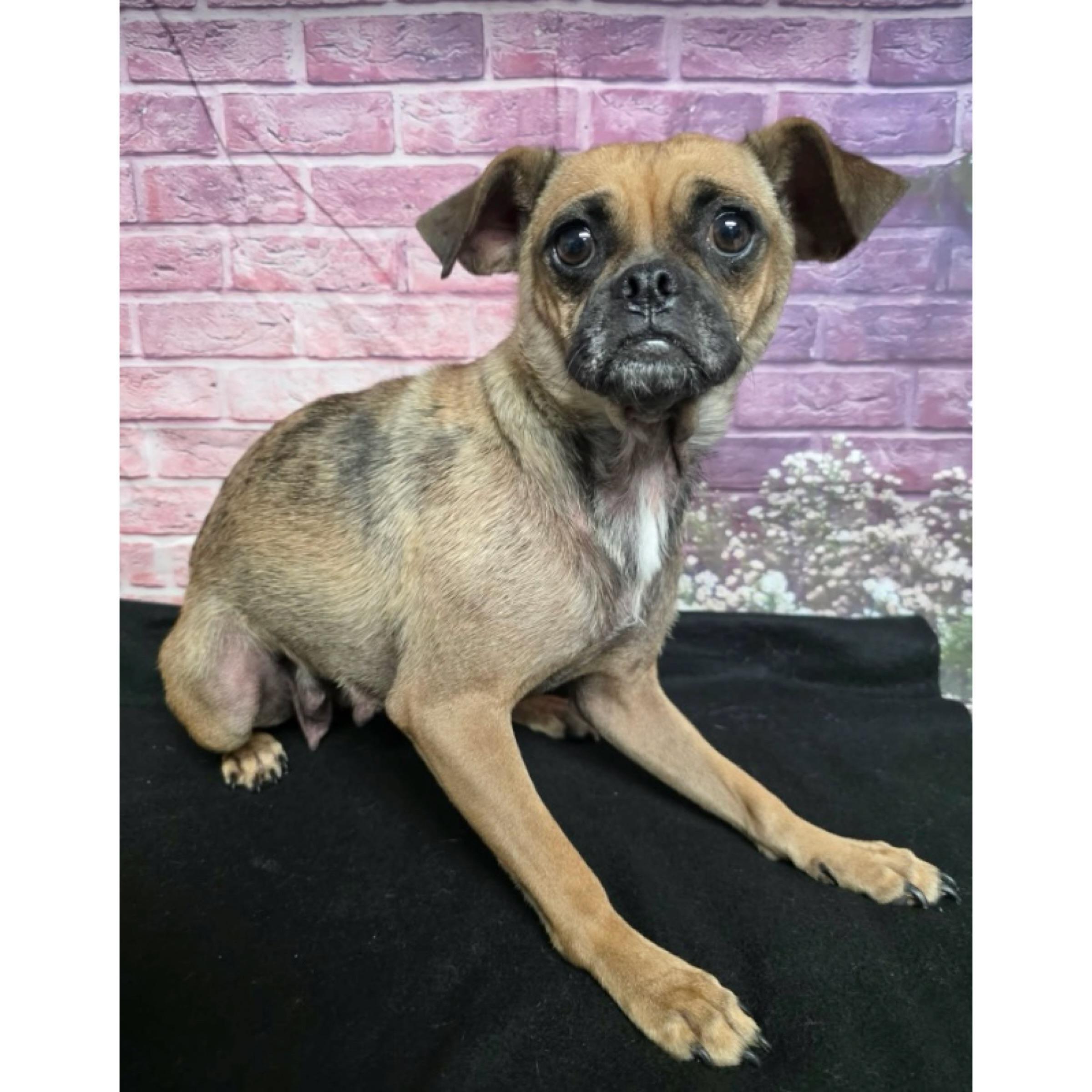 Enlarge Tessa, a ADOPTABLE mixed breed in Boulder, CO image 6/6