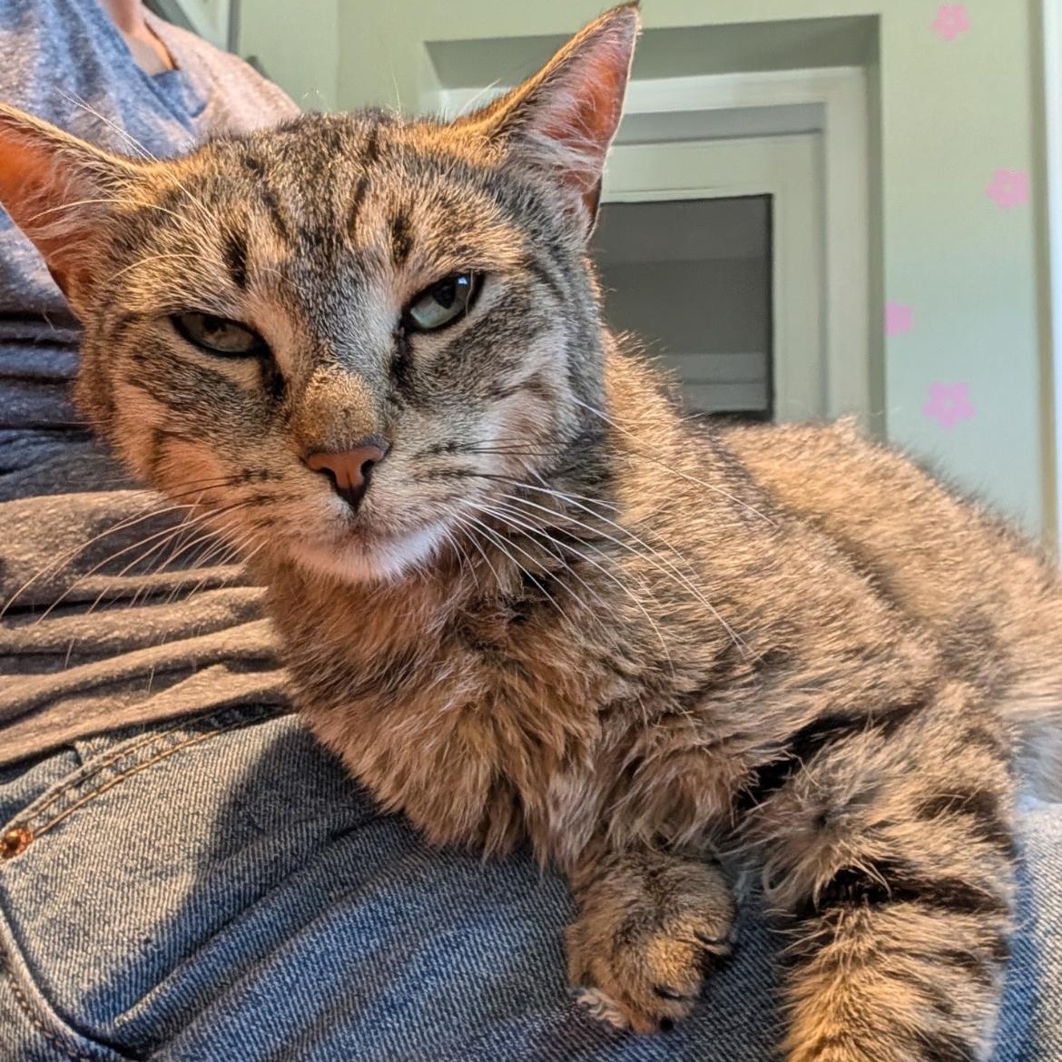 Enlarge Birdie, a Adoptable Domestic Short Hair in Brockport, NY image 3/3