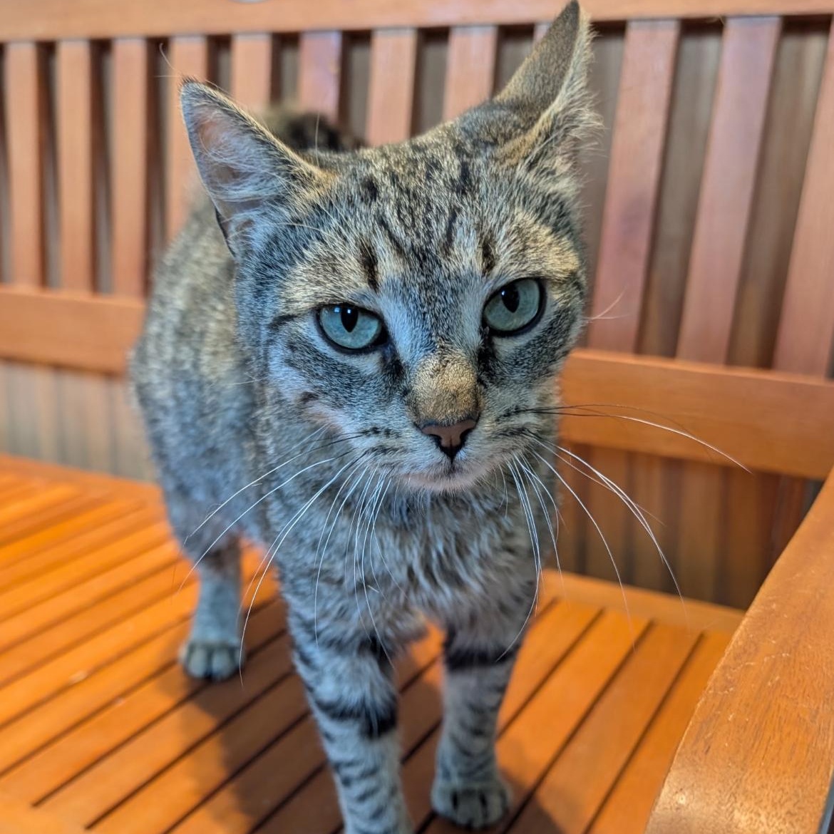 Enlarge Birdie, a Adoptable Domestic Short Hair in Brockport, NY image 2/3