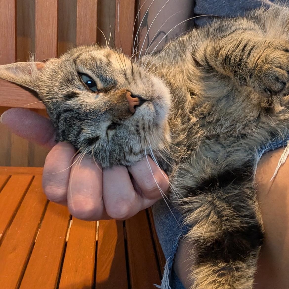 Enlarge Birdie, a Adoptable Domestic Short Hair in Brockport, NY image 1/3