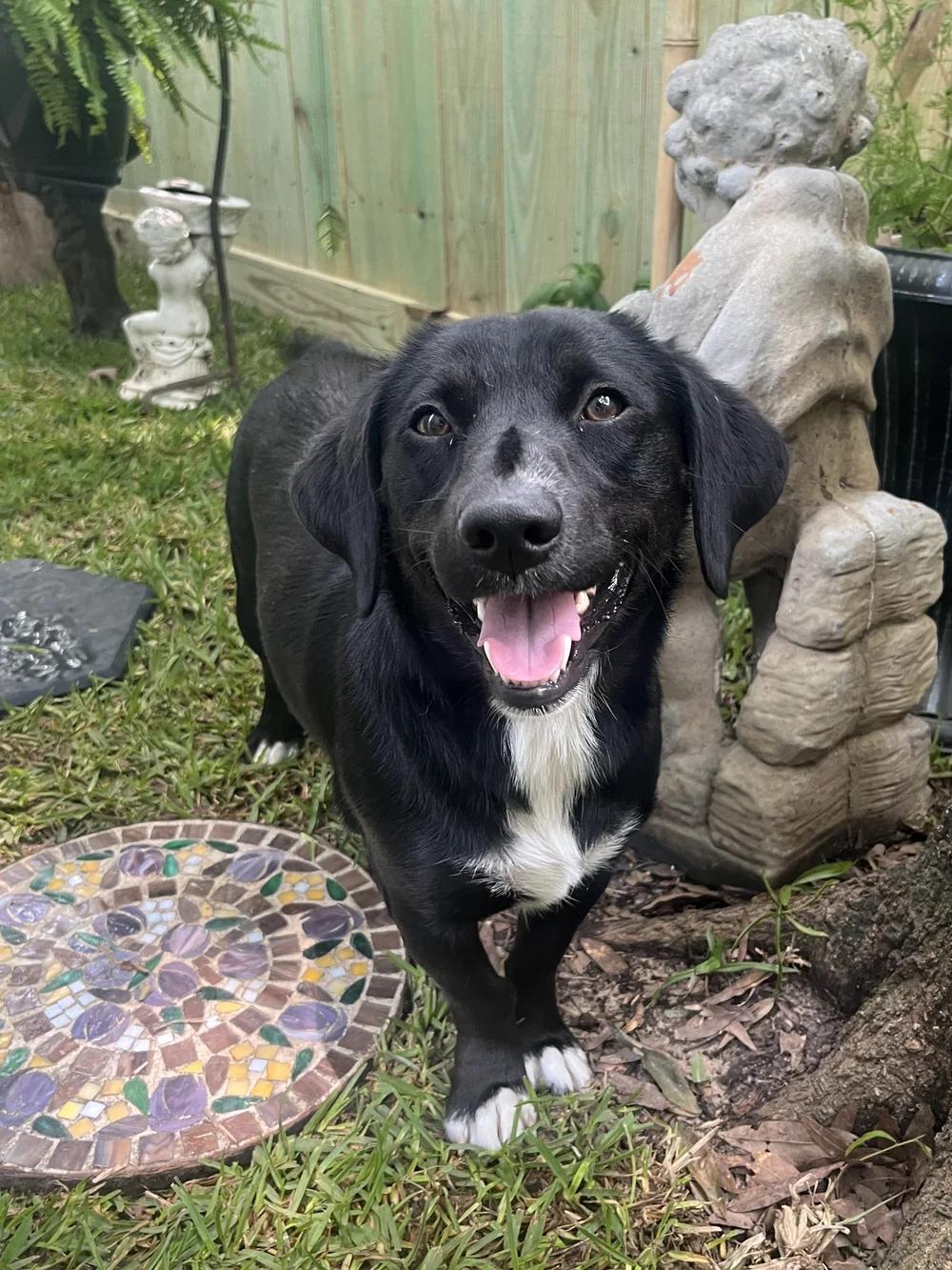 Enlarge Raven, an adopted mixed breed in San Antonio, TX image 1/4