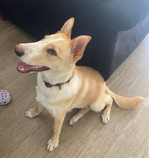 Jake, a Adoptable mixed breed in Escondido, CA image 1/3