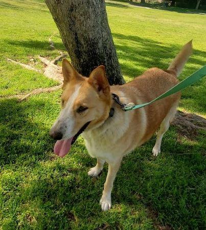 Jake, a Adoptable mixed breed in Escondido, CA image 2/3