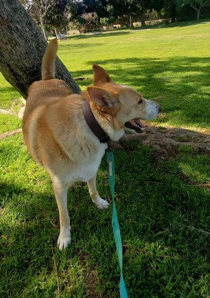 Jake, Adoptable, Young Male Husky & Labrador Retriever.