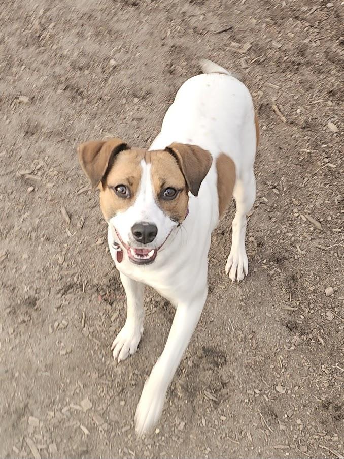 Brandy, a ADOPTABLE mixed breed in Ringwood, NJ image 2/6