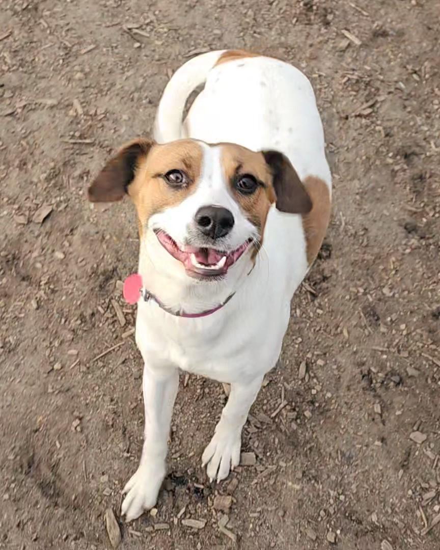 Brandy, a ADOPTABLE mixed breed in Ringwood, NJ image 1/6