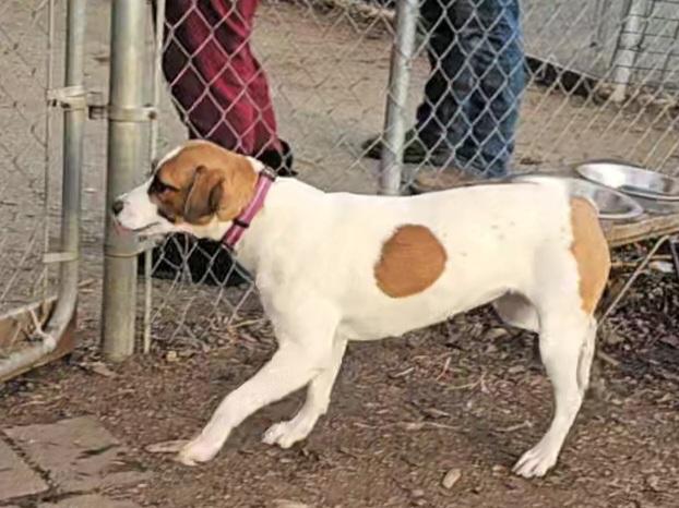 Brandy, a ADOPTABLE mixed breed in Ringwood, NJ image 5/6