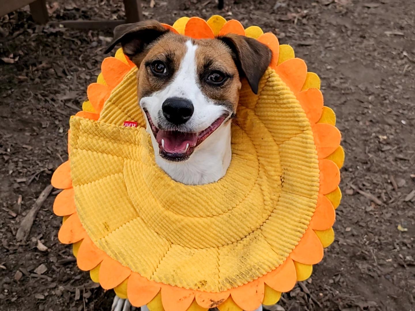 Brandy, a ADOPTABLE mixed breed in Ringwood, NJ image 3/6