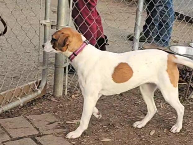 Brandy, a ADOPTABLE mixed breed in Ringwood, NJ image 6/6