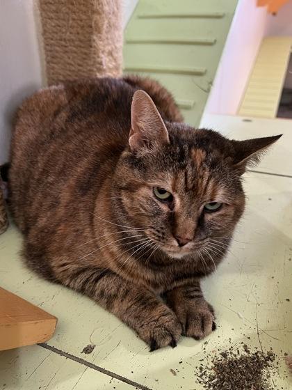 Enlarge Gerty, a Adoptable mixed breed in Houston, TX image 1/1