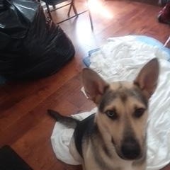 Enlarge Azul, a Adoptable German Shepherd Dog in Roswell, GA image 2/2