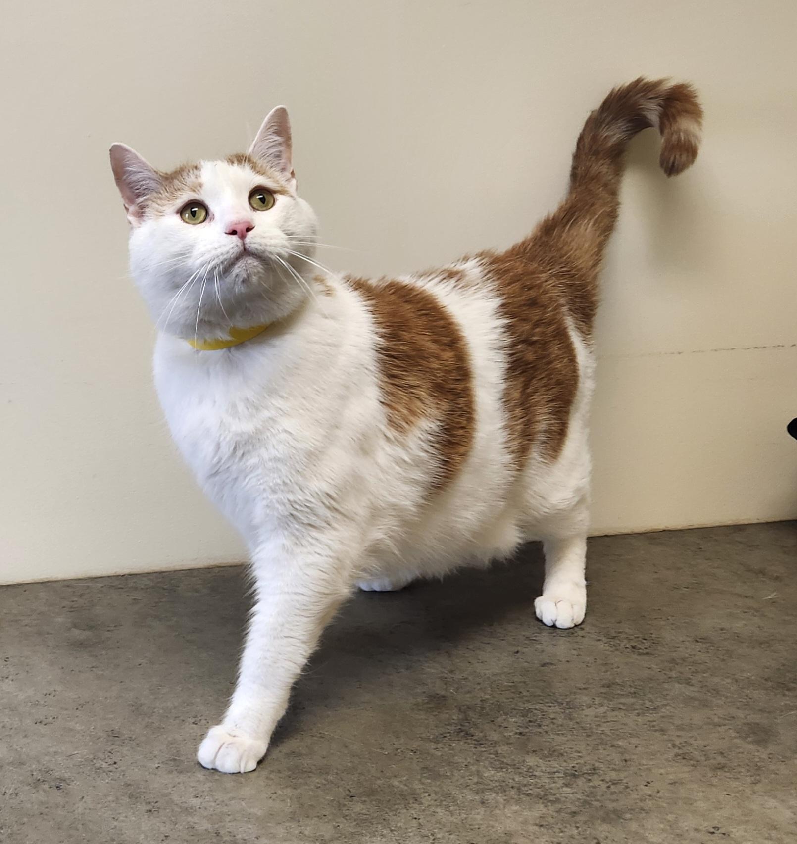 Enlarge Creamsicle , a ADOPTABLE Domestic Short Hair in Clayton, NJ image 1/1