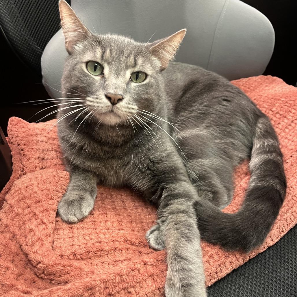 Enlarge Forky, a Adoptable Domestic Short Hair in Las Vegas, NV image 1/6