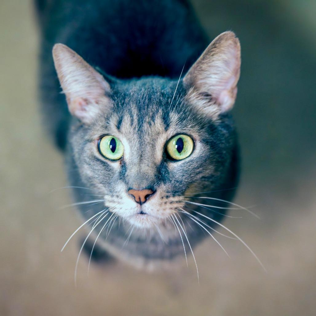 Enlarge Forky, a Adoptable Domestic Short Hair in Las Vegas, NV image 2/6