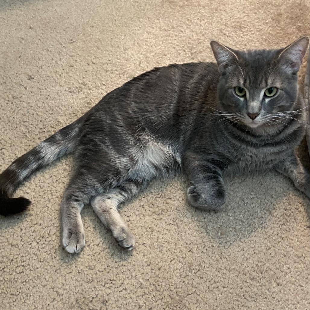 Enlarge Forky, a Adoptable Domestic Short Hair in Las Vegas, NV image 4/6