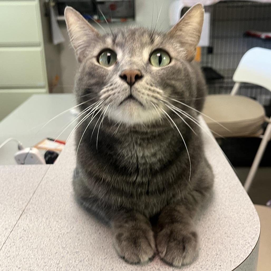 Enlarge Forky, a Adoptable Domestic Short Hair in Las Vegas, NV image 5/6