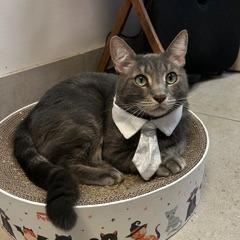 Enlarge Forky, a Adoptable Domestic Short Hair in Las Vegas, NV image 6/6