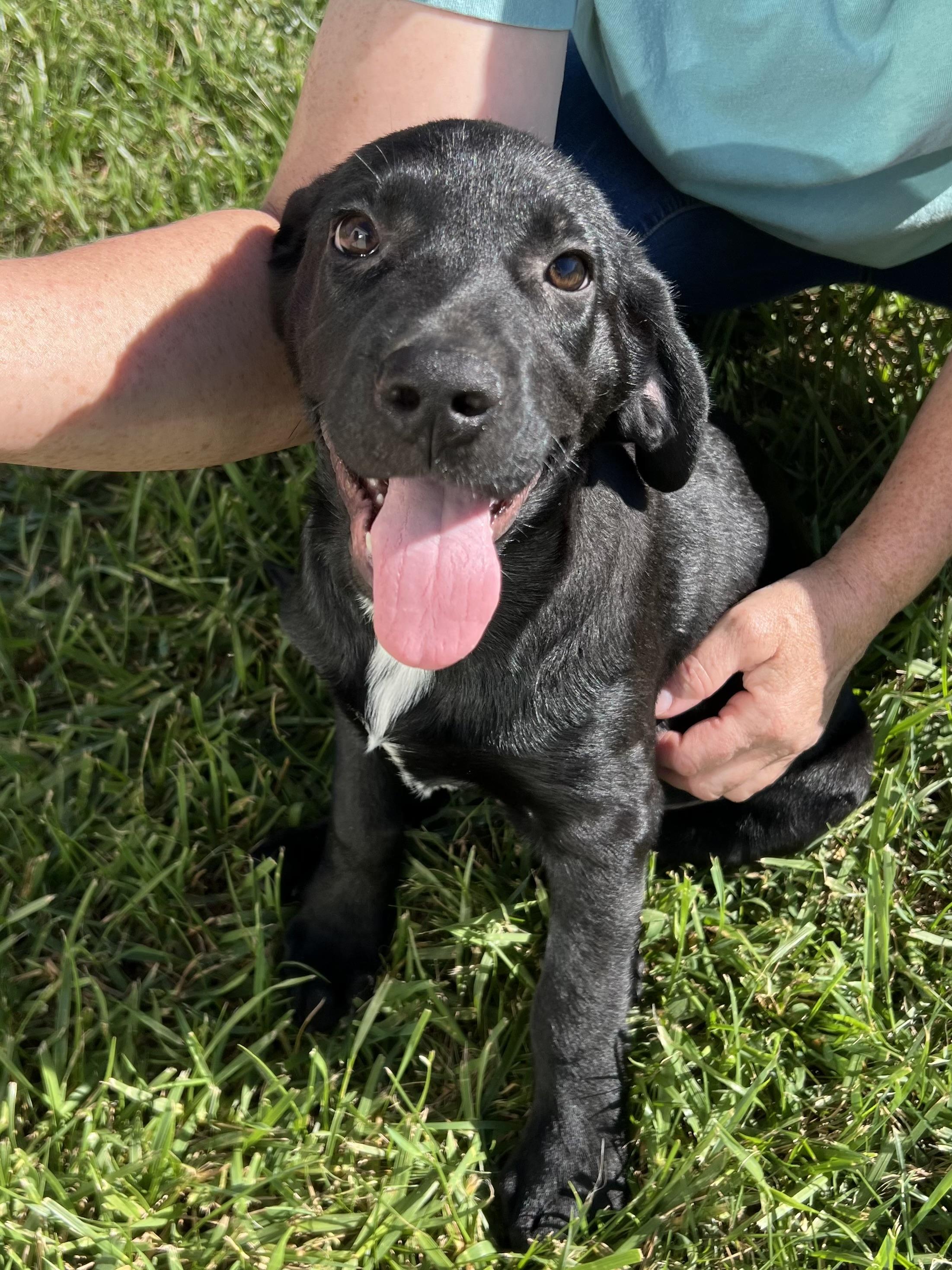 Enlarge FREDDIE, a Adopted mixed breed in Hamilton, NJ image 4/6