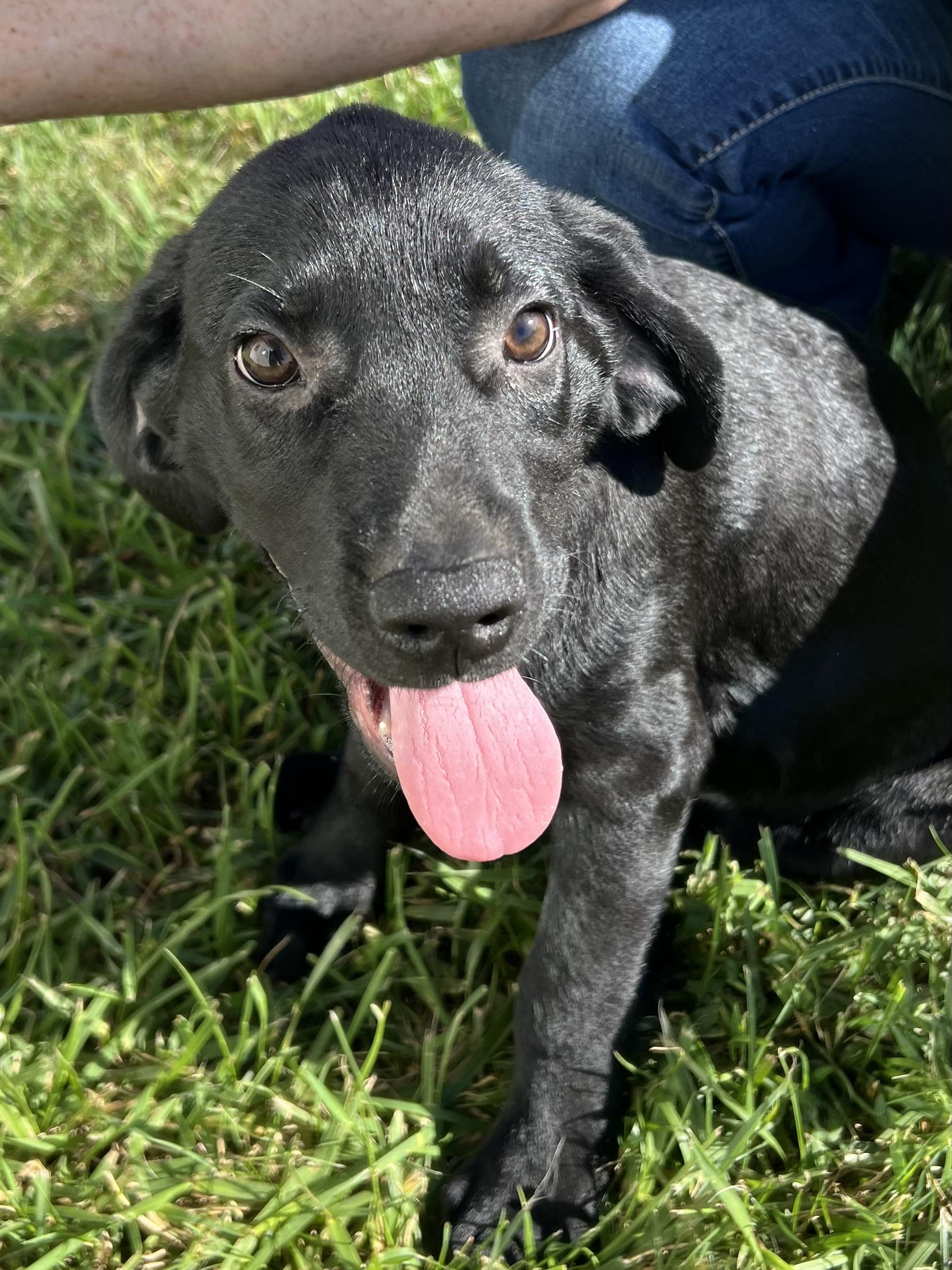 Enlarge FREDDIE, a Adopted mixed breed in Hamilton, NJ image 5/6