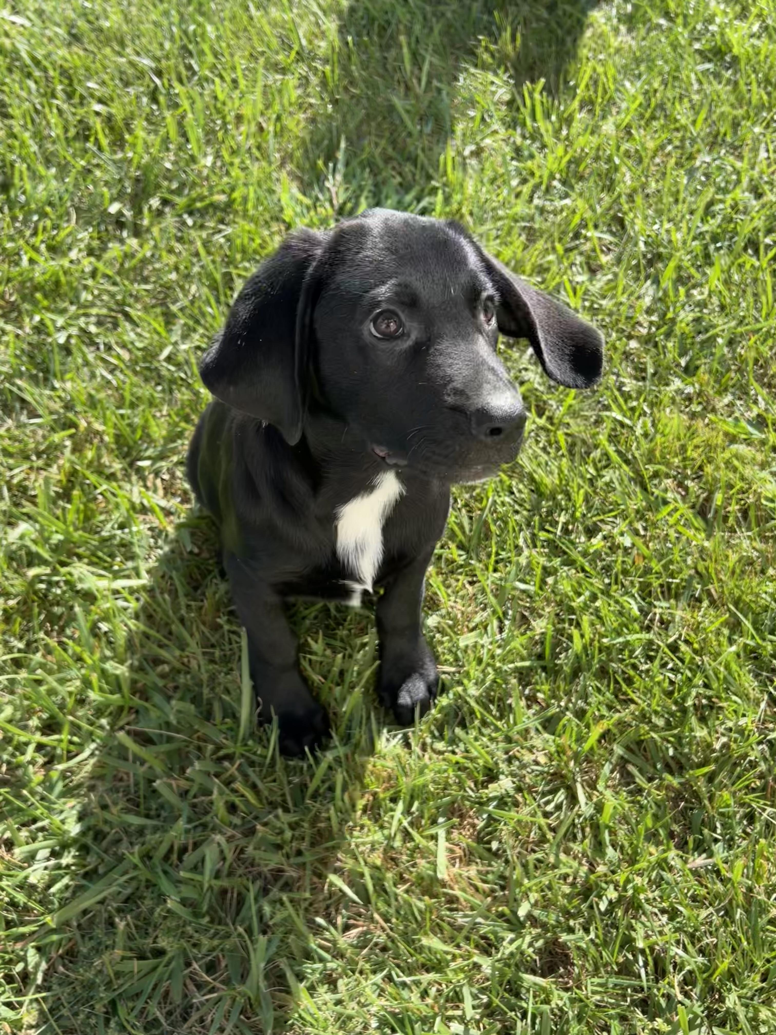 Enlarge FREDDIE, a Adopted mixed breed in Hamilton, NJ image 2/6