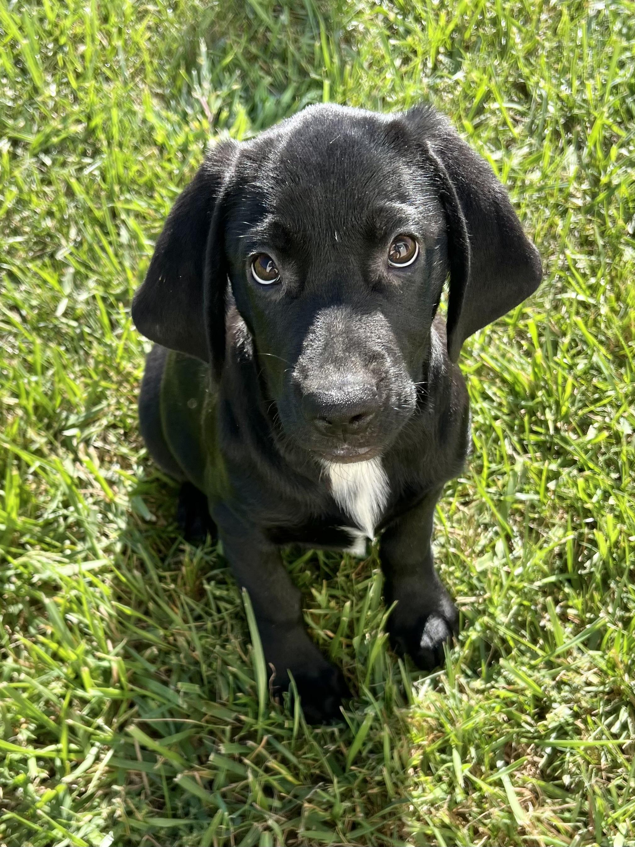 Enlarge FREDDIE, a Adopted mixed breed in Hamilton, NJ image 3/6