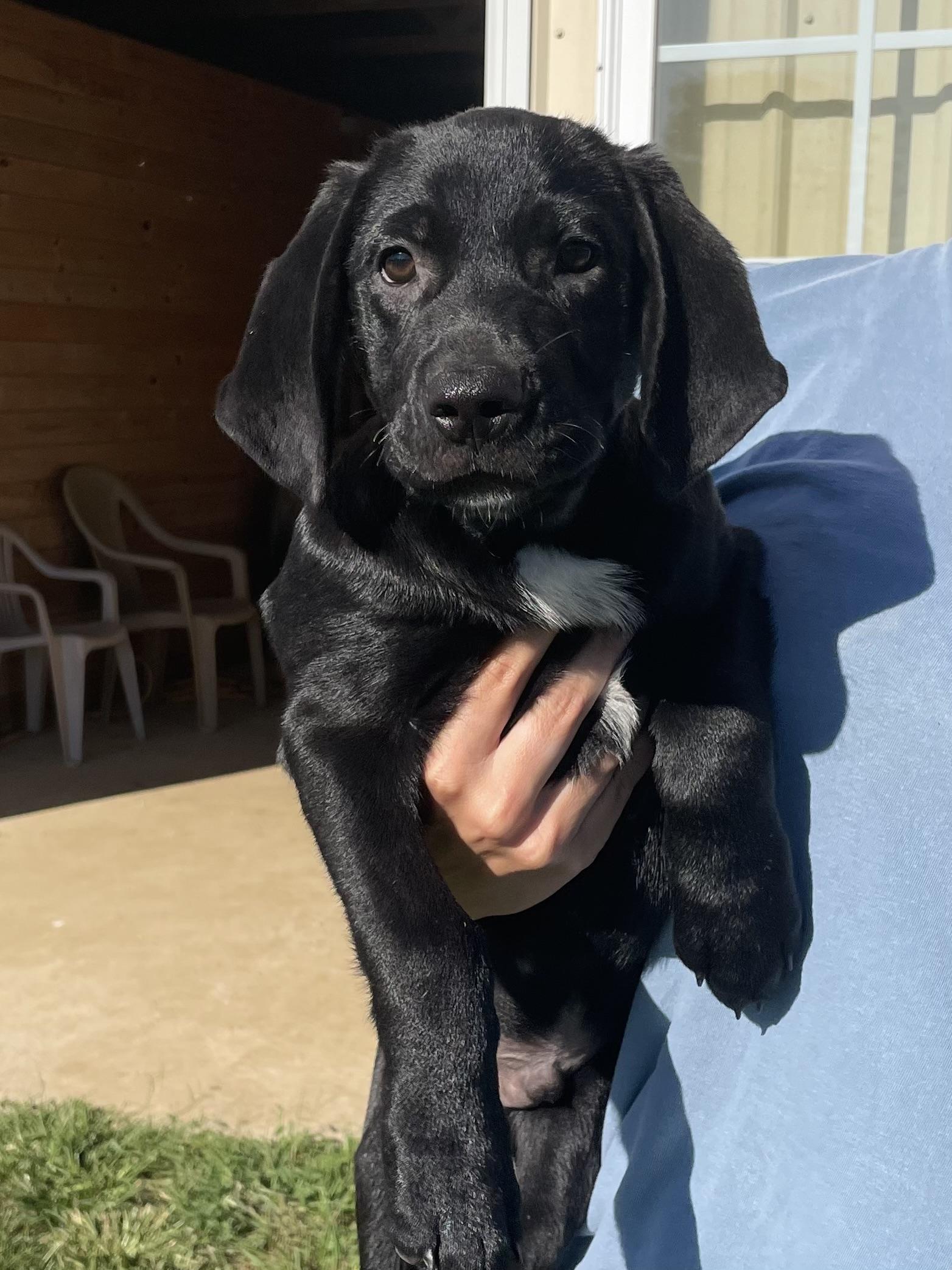 Enlarge FREDDIE, a Adopted mixed breed in Hamilton, NJ image 6/6