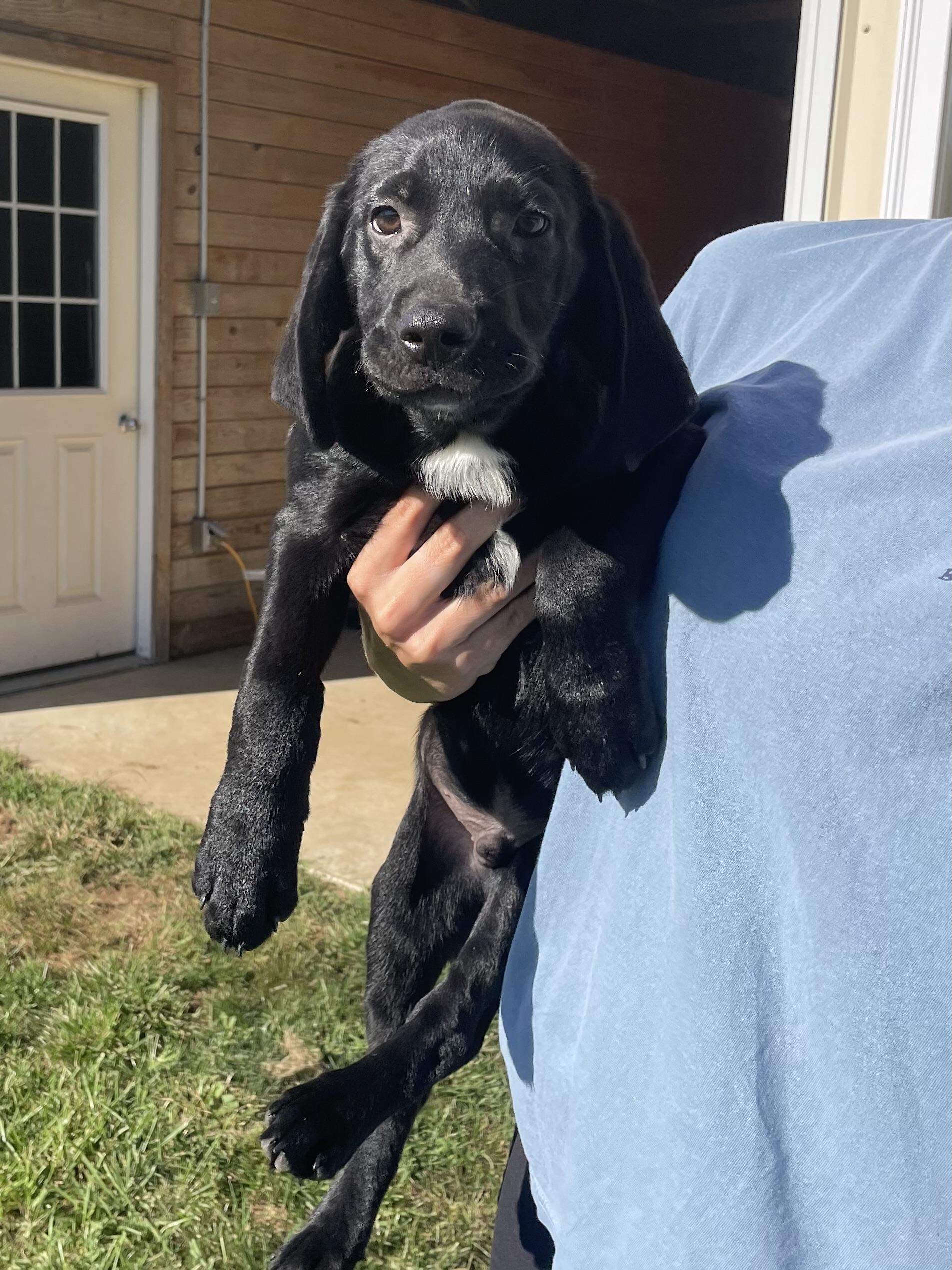 FREDDIE, Adopted, Puppy Male Black Labrador Retriever & Hound.