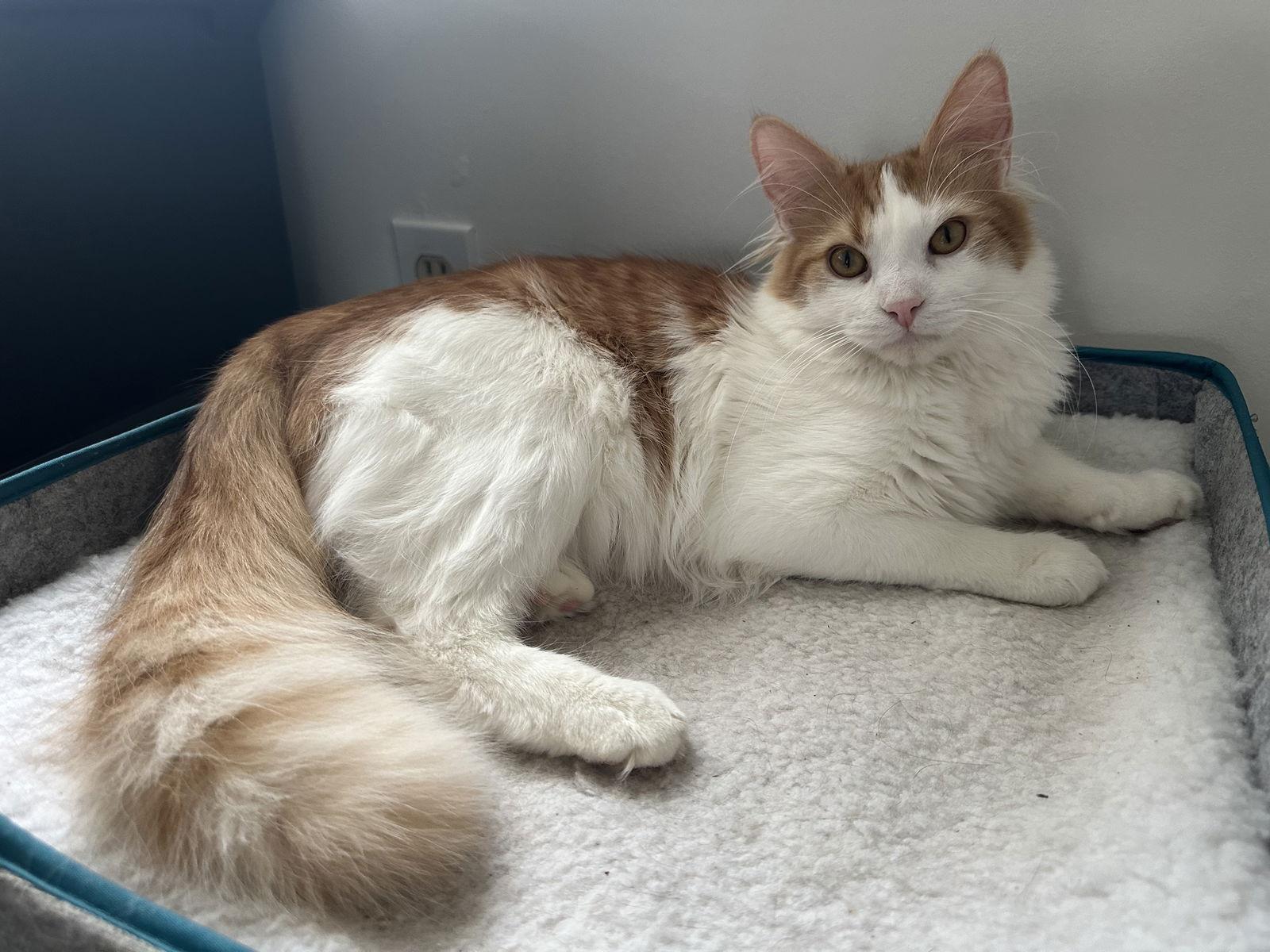 Enlarge Dreamsicle, a Adoptable Domestic Short Hair in Minneapolis, MN image 2/2