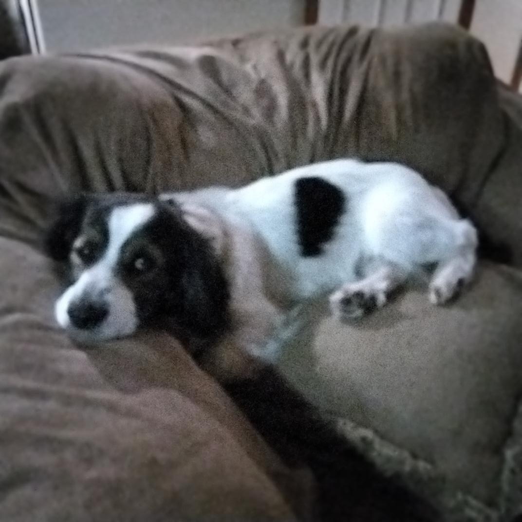 Enlarge Mocha=ADOPTED!!, an adopted mixed breed in Grove, OK image 1/2