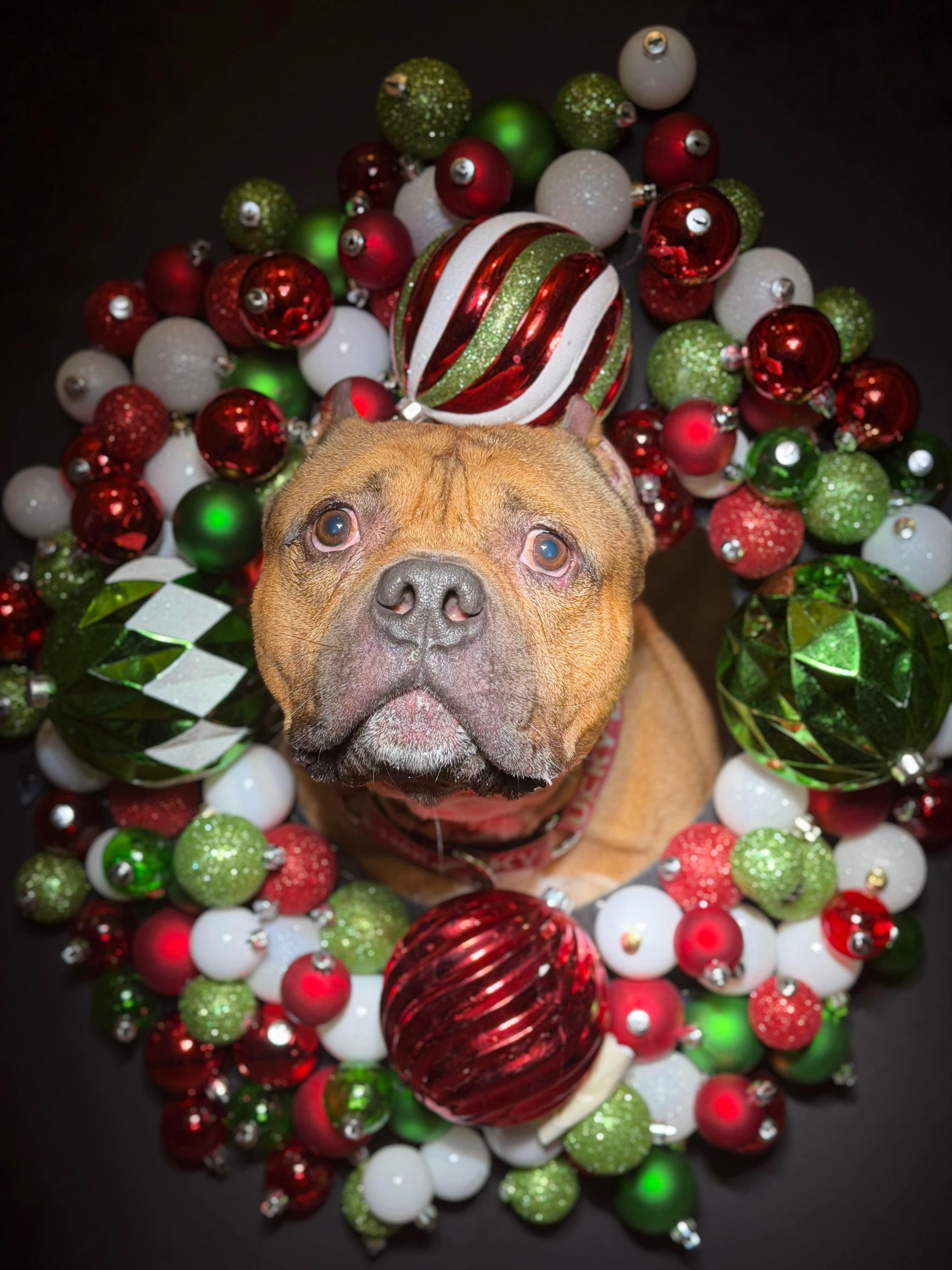 Enlarge LOUIE, a ADOPTABLE mixed breed in Stamford, CT image 3/6