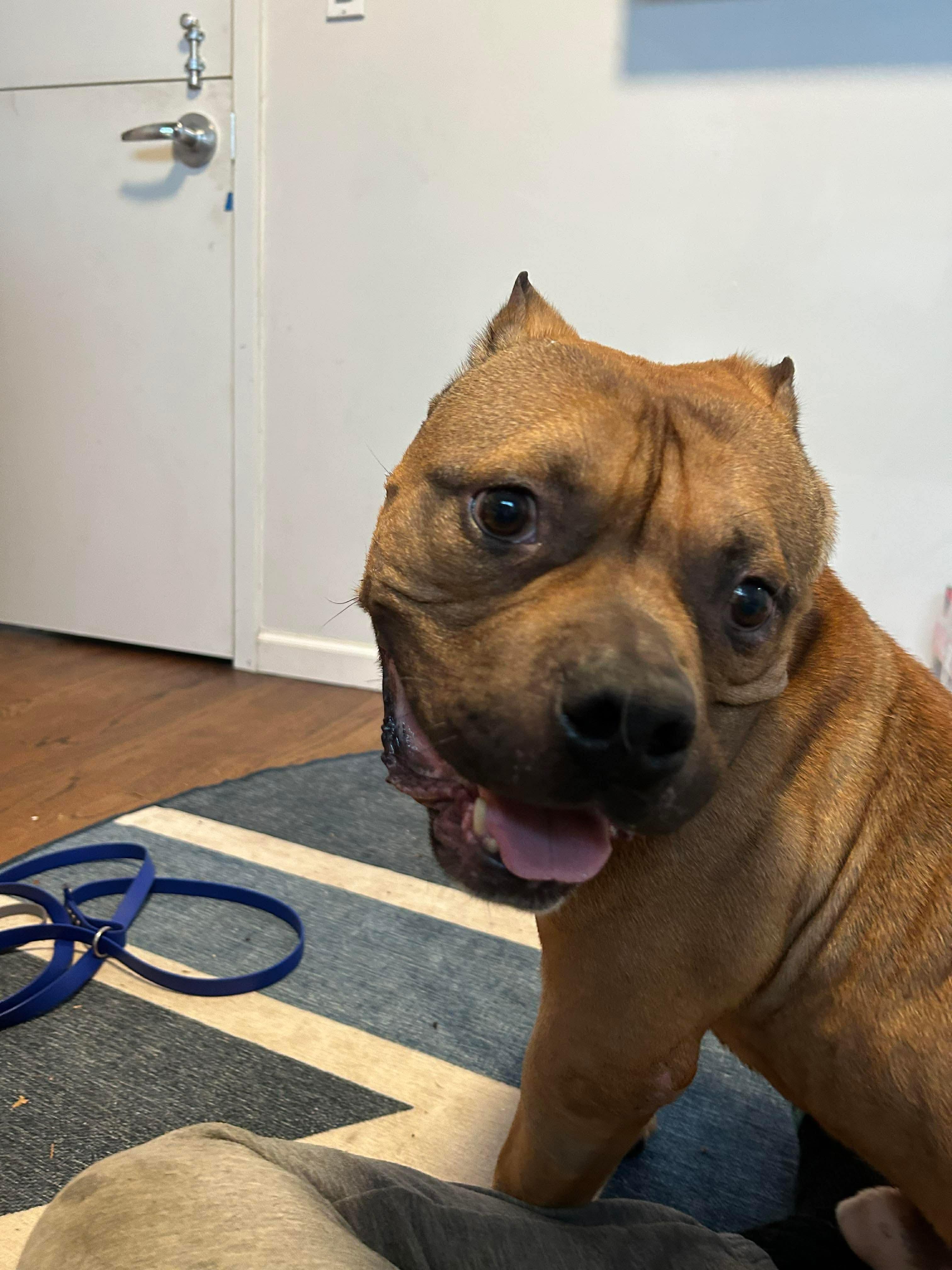 LOUIE, ADOPTABLE, Adult Male American Bully.
