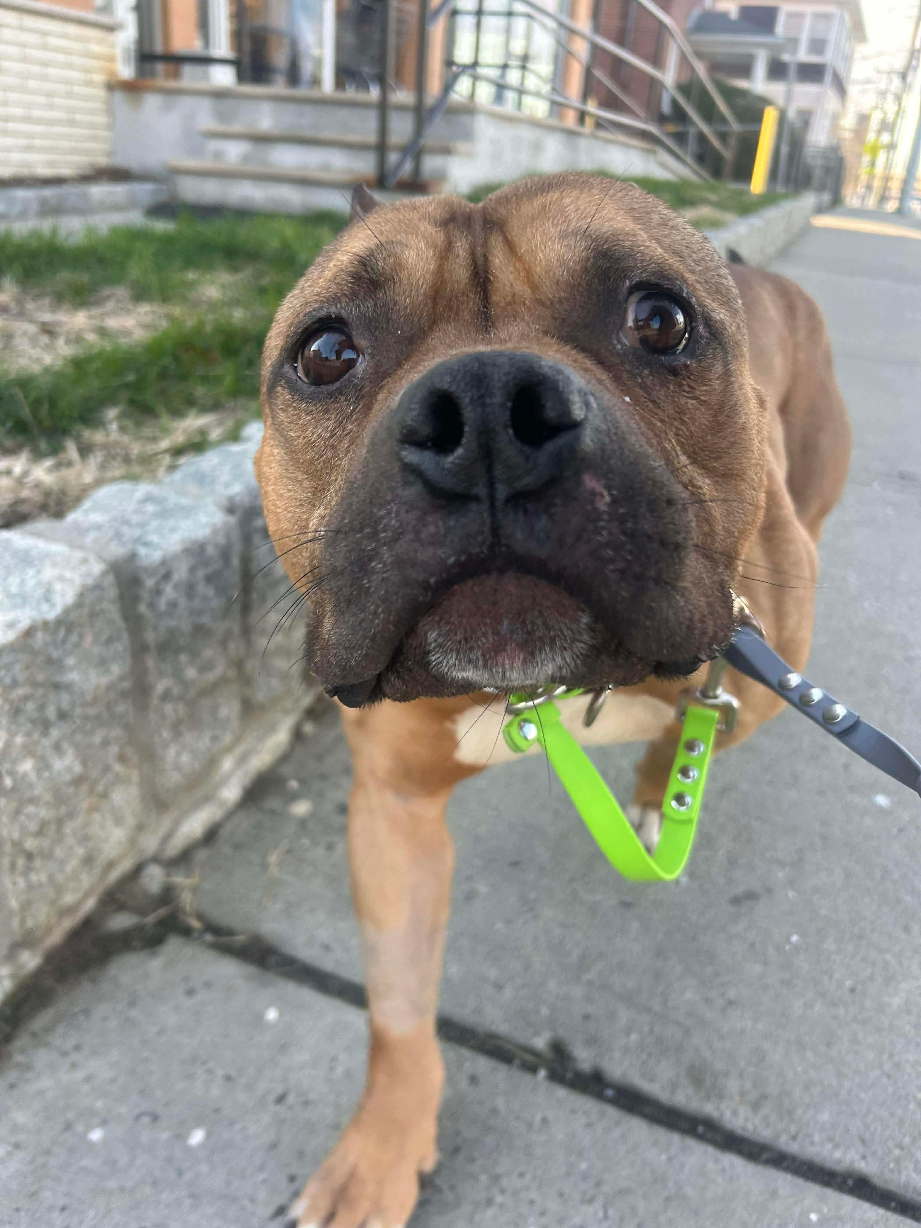 Enlarge LOUIE, a ADOPTABLE mixed breed in Stamford, CT image 2/6