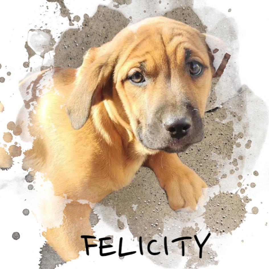 Felicity thumbnail 2