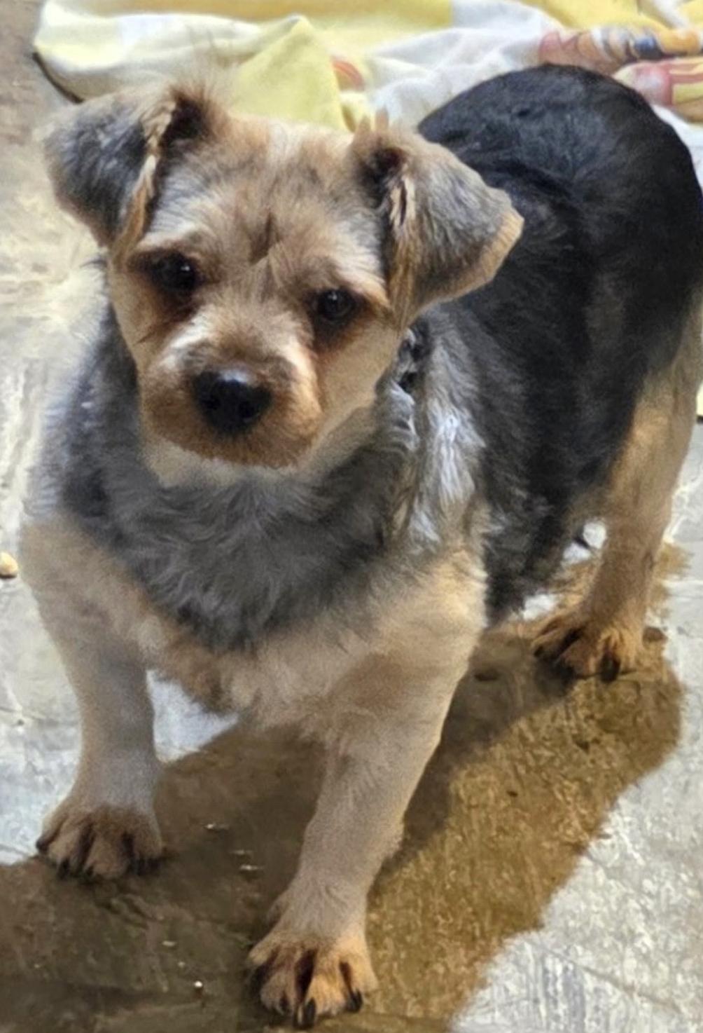 Tubby, Adoptable, Senior Male Yorkshire Terrier.