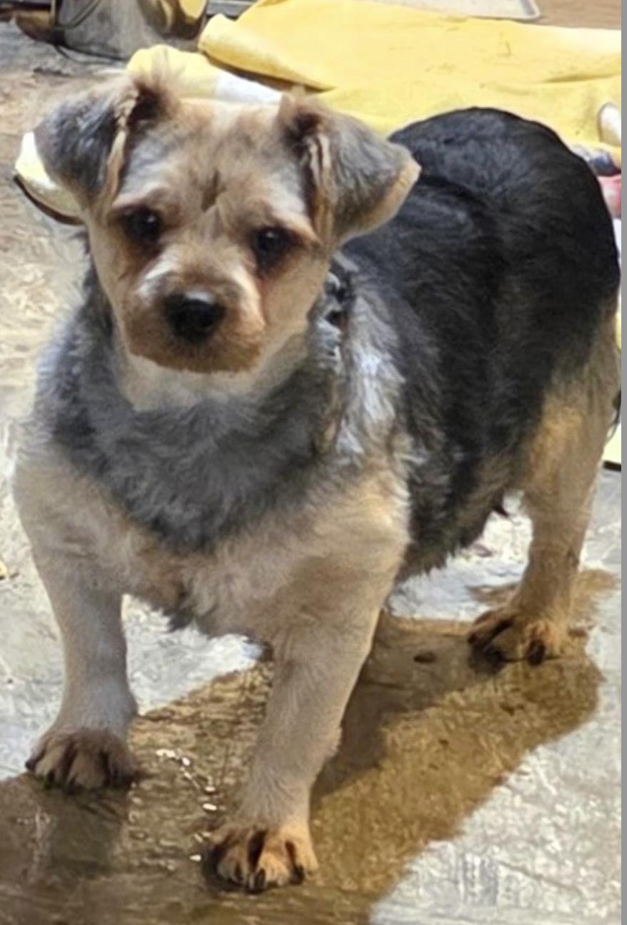 Enlarge Tubby, a Adoptable Yorkshire Terrier in Decatur, GA image 2/2