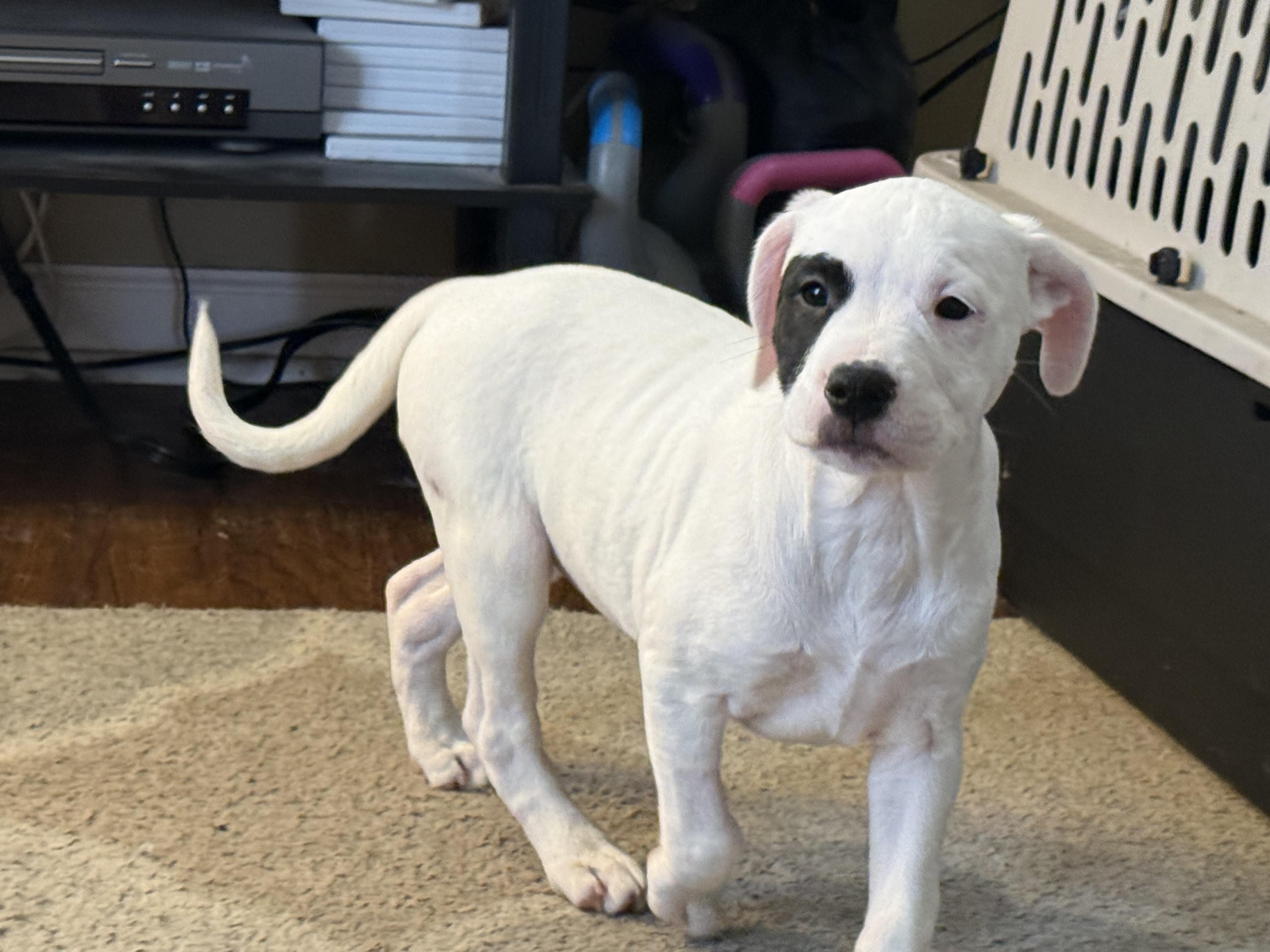 Little Spot, a ADOPTABLE mixed breed in Aurora, IL image 2/5